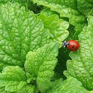 bug