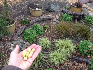 Edible rain garden: Fresh alpine 
